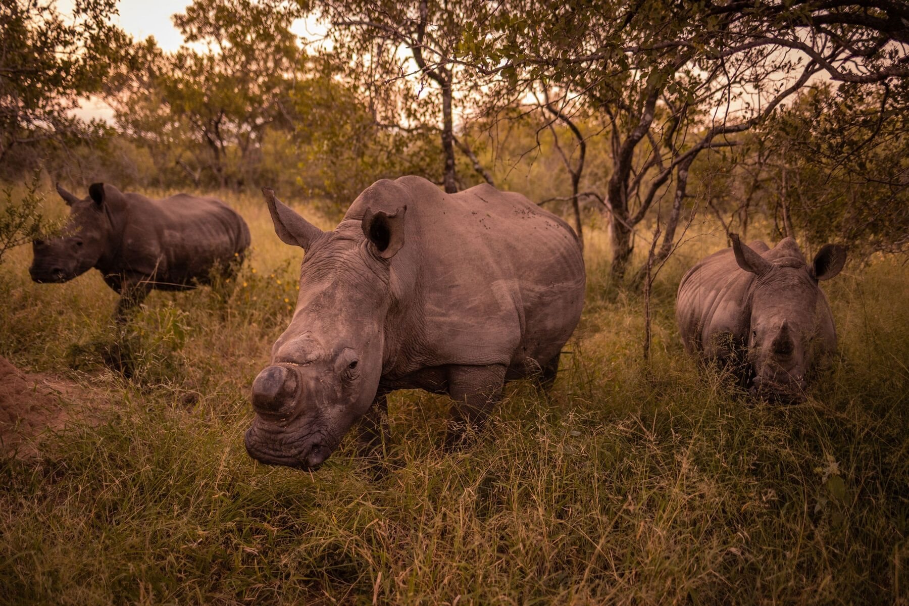rhino_xx.jpg
