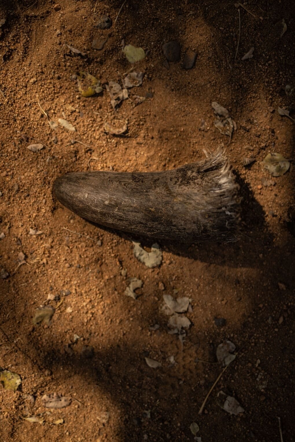 rhino_xxxxxx.jpg