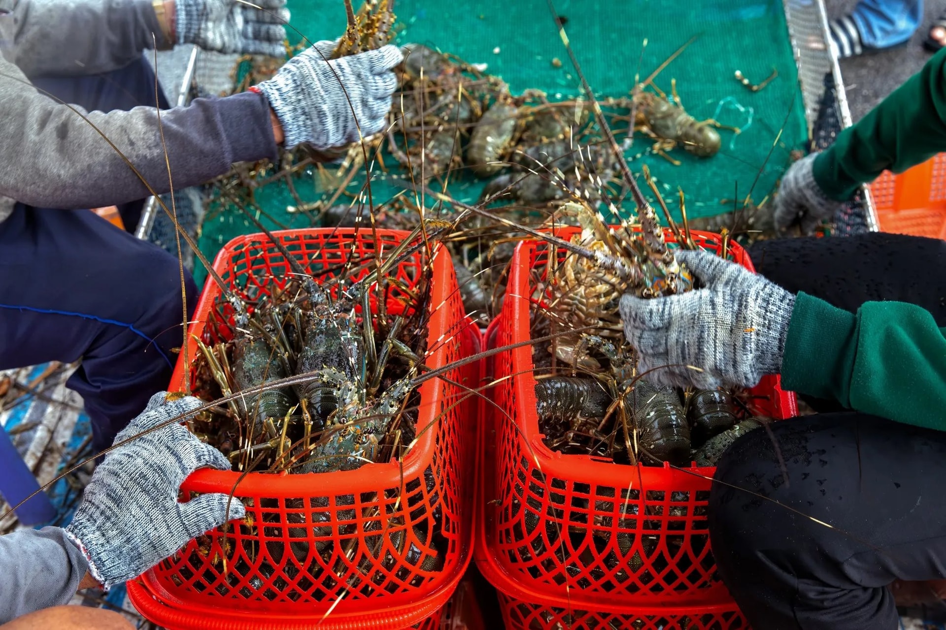 lobster-02.jpg