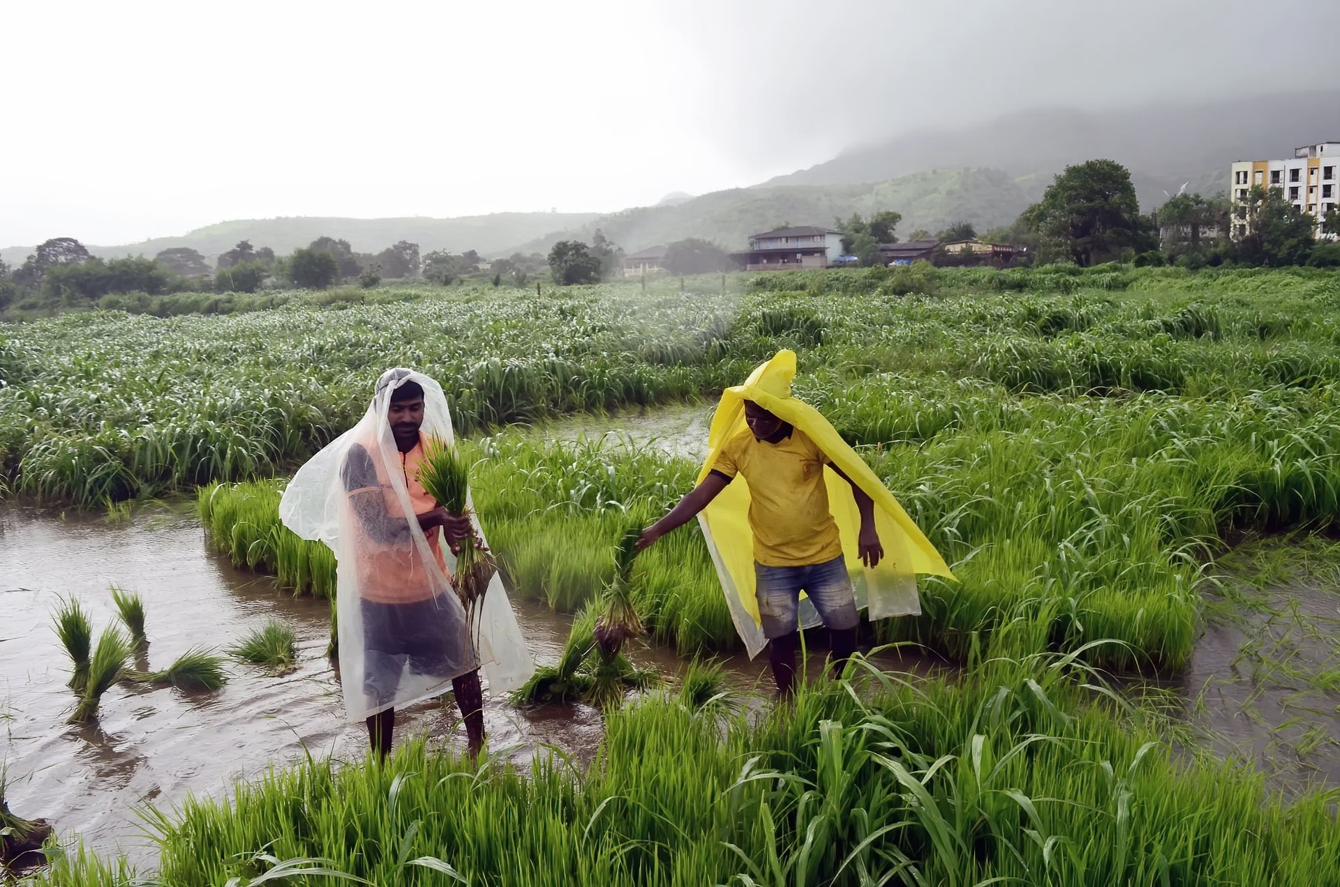 farmer_indranil-aditya.jpg
