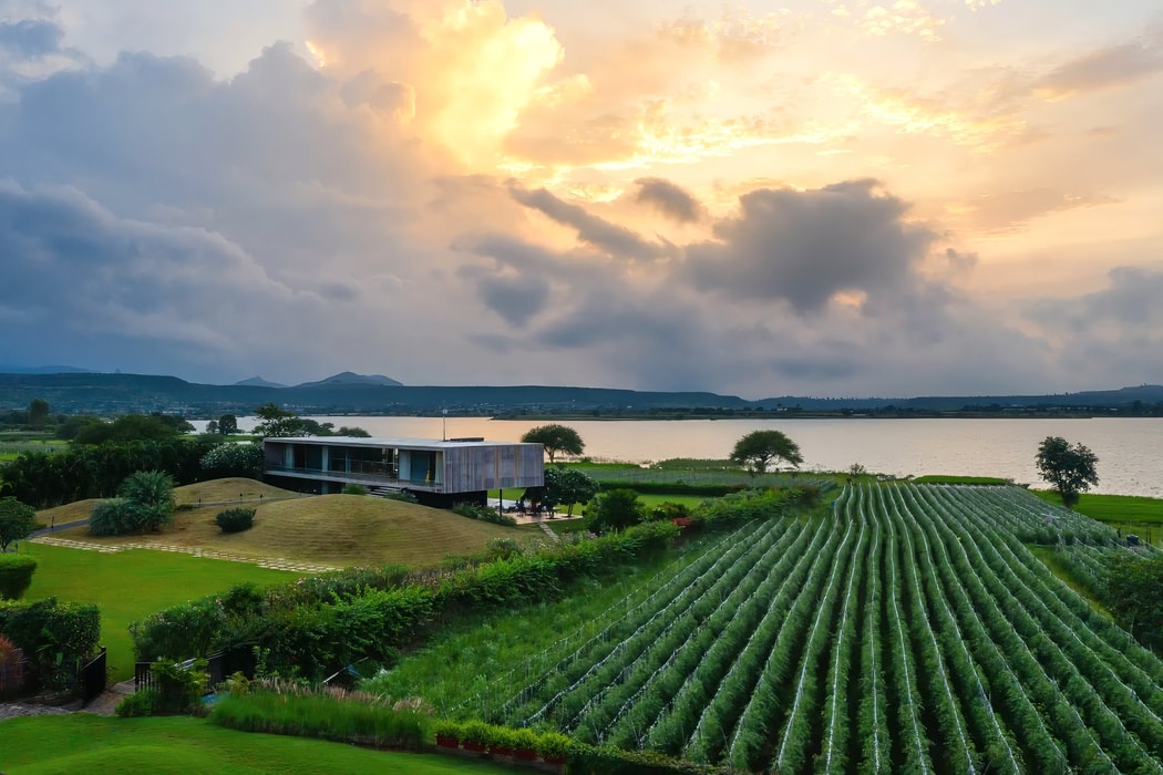 Nashik – Thung lũng rượu vang mới nổi của Ấn Độ