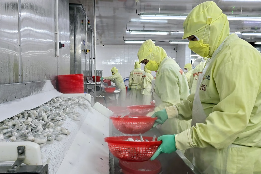 Chế biến mặt hàng tôm đông lạnh phục vụ xuất khẩu tại Công ty Minh Phú (Phường 8, thành phố Cà Mau, tỉnh Cà Mau). Hình ảnh: Kim Há - TTXVN
