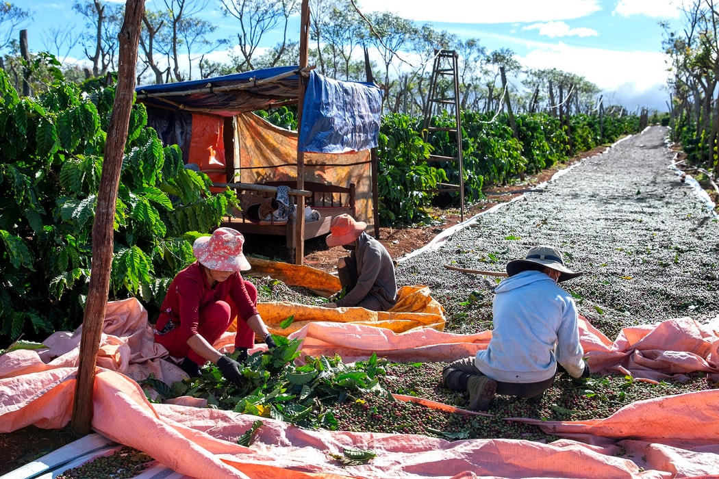 Thuế Mỹ đẩy giá cà phê tăng vọt; một vòng diễn biến các hàng hóa khác