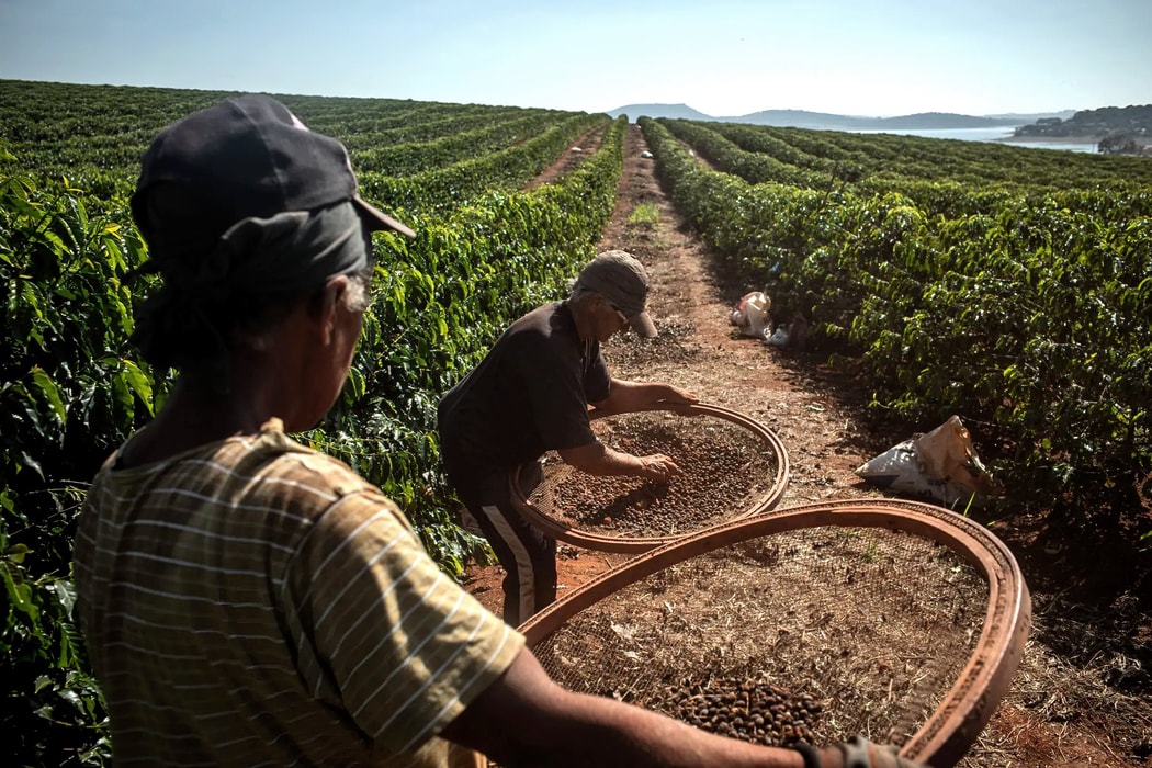 Công nhân sàng lọc hạt cà phê trong mùa thu hoạch tại một đồn điền ở Alfenas, Brazil. Hình ảnh: Victor Moriyama/Bloomberg

