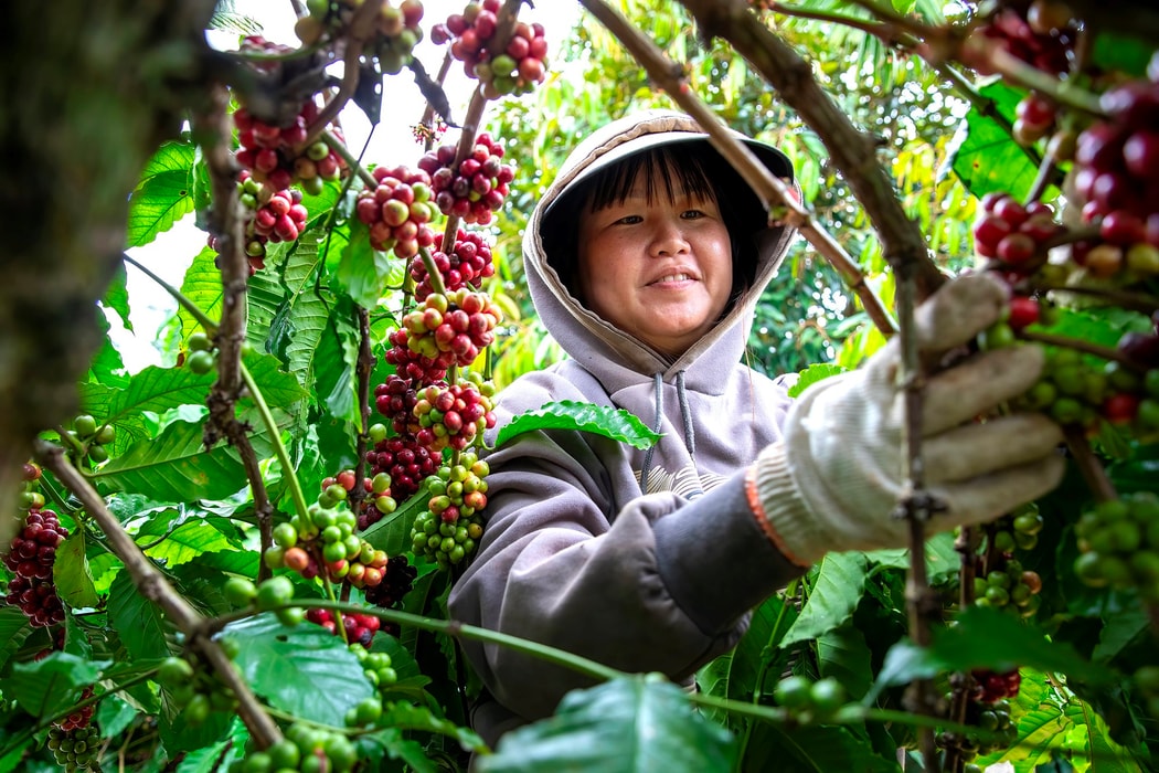 Thu hoạch cà phê tại một trang trại ở Buôn Ma Thuột. Hình ảnh: Maika Elan/Bloomberg