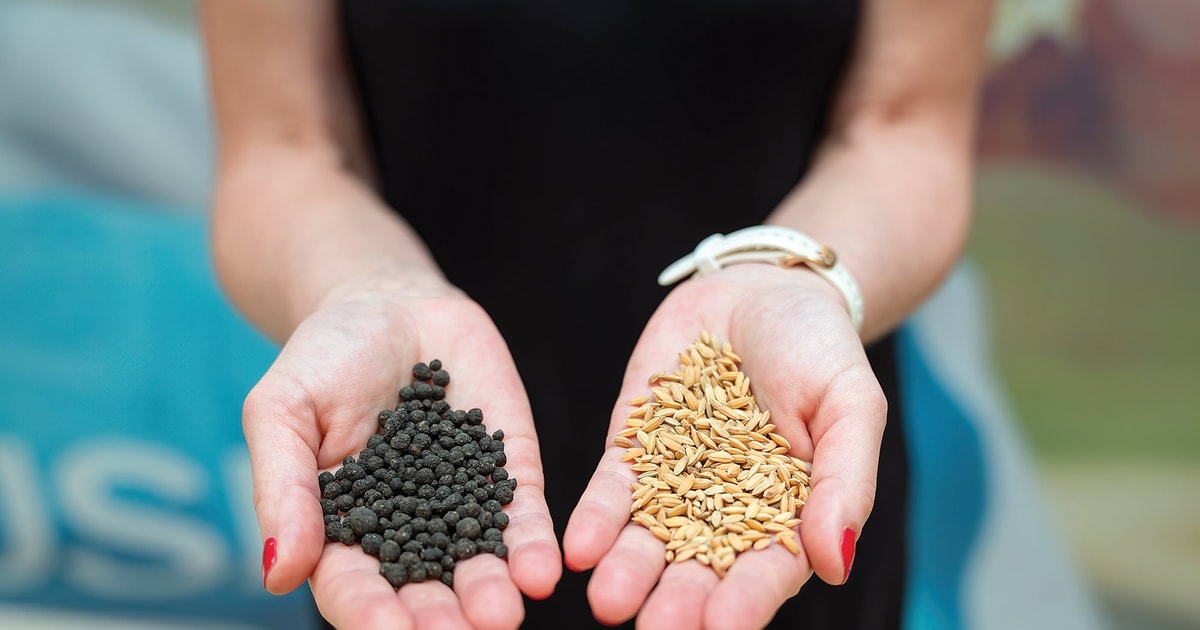 Than sinh học của Husk có gì hay?